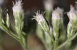 White snakeroot